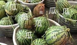 娱乐吃瓜最新瓜,神秘事件引发热议，真相即将揭晓！