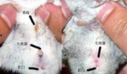 最新仓鼠皮肤爆料,萌动来袭，可爱指数爆表！